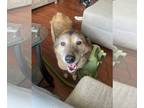 Shiba Inu Mix DOG FOR ADOPTION RGADN-1245256 - TANK (BONDED w/RUSTY)(COURTESY