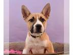 Akita-Australian Shepherd Mix DOG FOR ADOPTION RGADN-1245263 - Fuzzy Foursome -