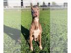 American Pit Bull Terrier-Doberman Pinscher Mix DOG FOR ADOPTION RGADN-1245292 -