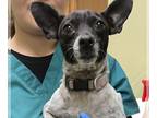 Rat Terrier Mix DOG FOR ADOPTION RGADN-1245329 - Betsy - Rat Terrier / Mixed Dog