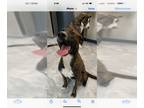 Plott Hound Mix DOG FOR ADOPTION RGADN-1245330 - Spencer - Plott Hound / Mixed