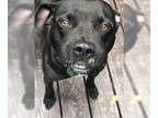 American Pit Bull Terrier DOG FOR ADOPTION RGADN-1245333 - Kenny - Pit Bull