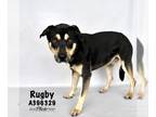 Rottweiler Mix DOG FOR ADOPTION RGADN-1245339 - RUGBY - Rottweiler / Mixed