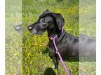 Great Dane Mix DOG FOR ADOPTION RGADN-1245344 - Bindi - Great Dane / Mixed Dog