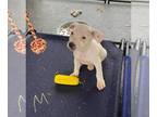 American Pit Bull Terrier Mix DOG FOR ADOPTION RGADN-1245355 - Zeus - Pit Bull