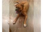 Boxer DOG FOR ADOPTION RGADN-1245356 - CAMRIE - Boxer Dog For Adoption