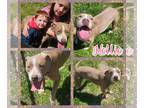 American Pit Bull Terrier Mix DOG FOR ADOPTION RGADN-1245360 - Nellie - Pit Bull