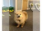 Pomeranian Mix DOG FOR ADOPTION RGADN-1245361 - Marigold - Pomeranian / Mixed