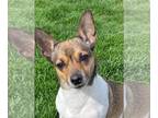 Jack-Rat Terrier DOG FOR ADOPTION RGADN-1245367 - Nova - Rat Terrier / Jack