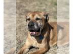 Boxer Mix DOG FOR ADOPTION RGADN-1245374 - Rex - Boxer / Mixed (short coat) Dog