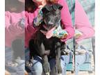 Great Dane Mix DOG FOR ADOPTION RGADN-1245377 - Willa - Great Dane / Mixed