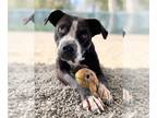 Staffordshire Bull Terrier DOG FOR ADOPTION RGADN-1245389 - Sookie -