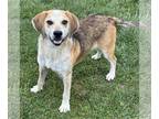 Beagle Mix DOG FOR ADOPTION RGADN-1245412 - Harold - Beagle / Mixed (medium