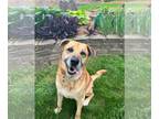 Labrador Retriever Mix DOG FOR ADOPTION RGADN-1245421 - Luke - Shepherd /