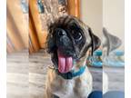 Pug DOG FOR ADOPTION RGADN-1245426 - Trevor - Pug (short coat) Dog For Adoption