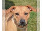 Boxer Mix DOG FOR ADOPTION RGADN-1245430 - Holly - Yellow Labrador Retriever /