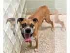 Boxer DOG FOR ADOPTION RGADN-1245434 - Agave - Boxer Dog For Adoption