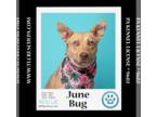 Huskies -Labrador Retriever Mix DOG FOR ADOPTION RGADN-1245435 - June Bug (Mom
