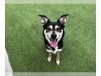 Shiba Inu Mix DOG FOR ADOPTION RGADN-1245442 - MERMAID MAN - Shiba Inu / Mixed