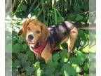 Beagle DOG FOR ADOPTION RGADN-1245445 - Templeton - Beagle Dog For Adoption