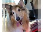 Collie DOG FOR ADOPTION RGADN-1245447 - Kelly - Collie (medium coat) Dog For