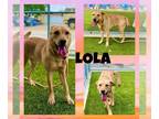 Labrador Retriever Mix DOG FOR ADOPTION RGADN-1245456 - LOLA - Labrador