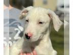 Chinese Shar-Pei-Labrador Retriever Mix DOG FOR ADOPTION RGADN-1245464 - Vanilla