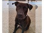 Chocolate Labrador retriever Mix DOG FOR ADOPTION RGADN-1245474 - Jake - Terrier
