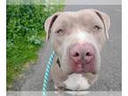 American Pit Bull Terrier Mix DOG FOR ADOPTION RGADN-1245479 - CHLOE - Pit Bull