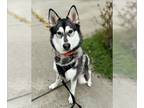 Mix DOG FOR ADOPTION RGADN-1245480 - Nymeria - Husky (long coat) Dog For