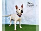 American Staffordshire Terrier DOG FOR ADOPTION RGADN-1245484 - DAISY - American