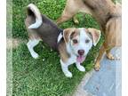 Beagle-Feist Terrier Mix DOG FOR ADOPTION RGADN-1245494 - Beyonce (AL) - Beagle