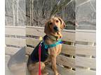 Plott Hound DOG FOR ADOPTION RGADN-1245500 - Carlie-In a Foster Home - Plott