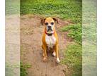 Boxer DOG FOR ADOPTION RGADN-1245510 - Baby Girl III - Boxer Dog For Adoption