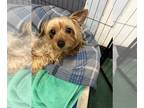 Silky Terrier DOG FOR ADOPTION RGADN-1245539 - Ginger Snaps - Silky Terrier