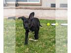 Labrador Retriever Mix DOG FOR ADOPTION RGADN-1245541 - Ozzy - Labrador