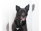 Akita-Labrador Retriever Mix DOG FOR ADOPTION RGADN-1245581 - PEPPER - Labrador