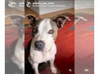 American Staffordshire Terrier DOG FOR ADOPTION RGADN-1245586 - PHOEBE (COURTESY