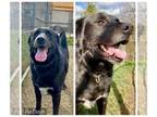 Labrador Retriever Mix DOG FOR ADOPTION RGADN-1245590 - GUINESS - Labrador