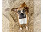 Boxer DOG FOR ADOPTION RGADN-1245594 - Deja - Boxer Dog For Adoption
