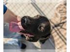 Labrador Retriever Mix DOG FOR ADOPTION RGADN-1245599 - Pebble - Labrador