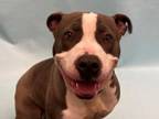 Adopt Sunshine a Pit Bull Terrier, Mixed Breed