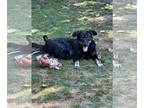 Australian Kelpie Mix DOG FOR ADOPTION RGADN-1245609 - Lexi - Australian Kelpie