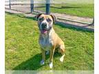 Boxer Mix DOG FOR ADOPTION RGADN-1245616 - PERRY - Boxer / Mixed (medium coat)