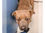 American Pit Bull Terrier Mix DOG FOR ADOPTION RGADN-1245625 - Stevie Ray