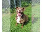 American Staffordshire Terrier Mix DOG FOR ADOPTION RGADN-1245641 - Zona -