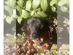 Labrador Retriever Mix DOG FOR ADOPTION RGADN-1245642 - Jolly - Labrador