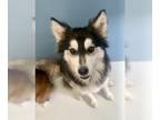 Mix DOG FOR ADOPTION RGADN-1245650 - Lady Tiffany 58038 - Husky (long coat)