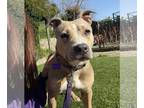 American Pit Bull Terrier-Jack Russell Terrier Mix DOG FOR ADOPTION