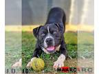 Staffordshire Bull Terrier DOG FOR ADOPTION RGADN-1245668 - J.D